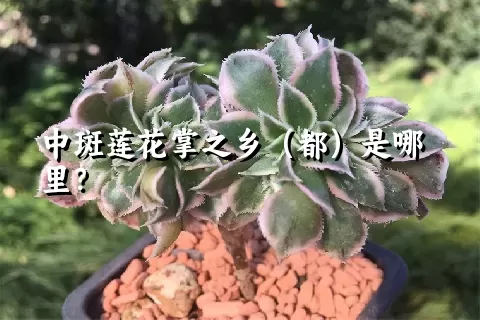 中斑莲花掌之乡（都）是哪里？