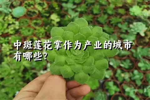 中斑莲花掌作为产业的城市有哪些？