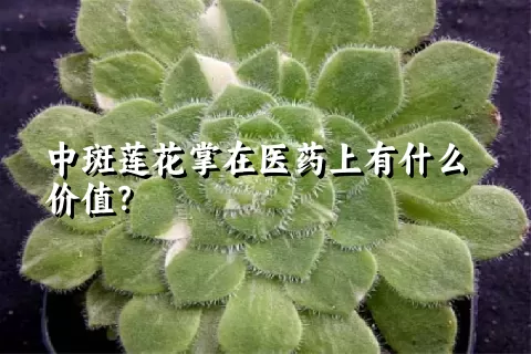 中斑莲花掌在医药上有什么价值？