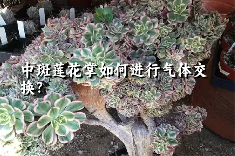 中斑莲花掌如何进行气体交换？