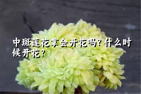 中斑莲花掌会开花吗？什么时候开花？