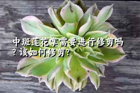 中斑莲花掌需要进行修剪吗？该如何修剪？