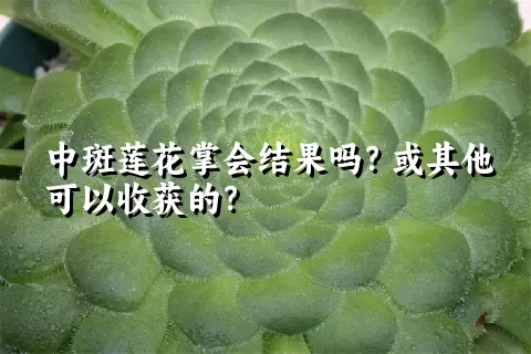 中斑莲花掌会结果吗？或其他可以收获的？