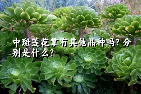 中斑莲花掌有其他品种吗？分别是什么？