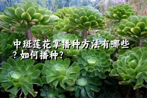 中斑莲花掌播种方法有哪些？如何播种？