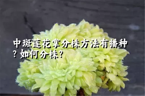 中斑莲花掌分株方法有播种？如何分株？