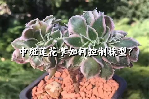 中斑莲花掌如何控制株型？