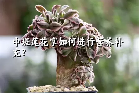 中斑莲花掌如何进行营养补充？