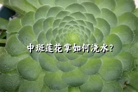 中斑莲花掌如何浇水？