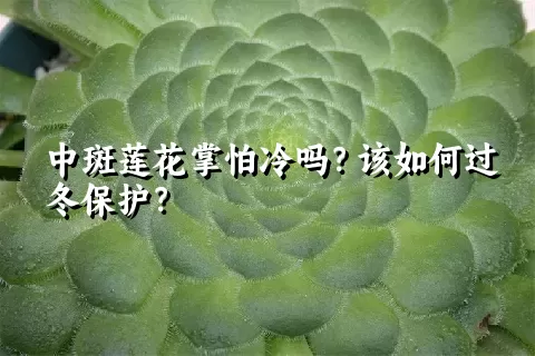 中斑莲花掌怕冷吗？该如何过冬保护？