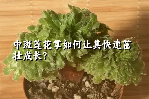 中斑莲花掌如何让其快速茁壮成长？