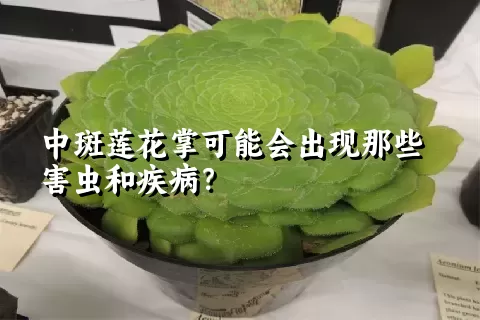 中斑莲花掌可能会出现那些害虫和疾病？