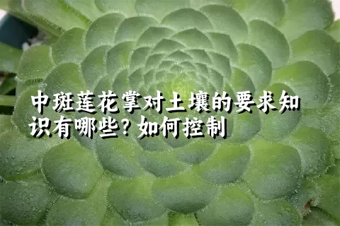 中斑莲花掌对土壤的要求知识有哪些？如何控制