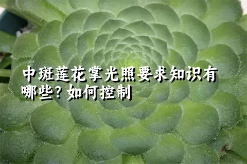 中斑莲花掌光照要求知识有哪些？如何控制