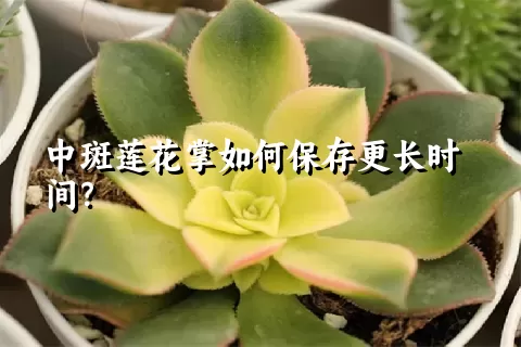 中斑莲花掌如何保存更长时间？