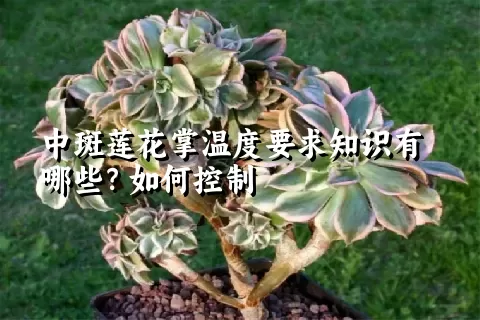 中斑莲花掌温度要求知识有哪些？如何控制