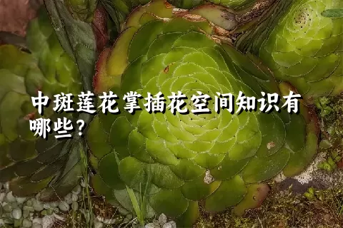 中斑莲花掌插花空间知识有哪些？