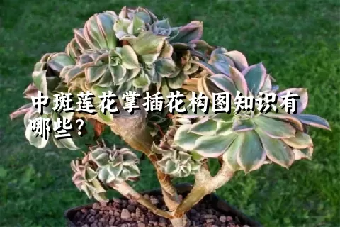 中斑莲花掌插花构图知识有哪些？