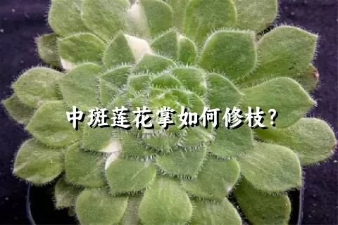 中斑莲花掌如何修枝？