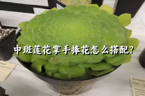 中斑莲花掌手捧花怎么搭配？