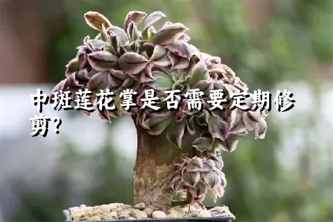 中斑莲花掌是否需要定期修剪？