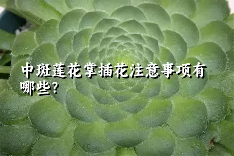 中斑莲花掌插花注意事项有哪些？