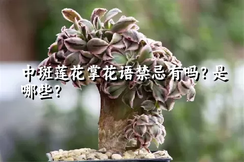 中斑莲花掌花语禁忌有吗？是哪些？