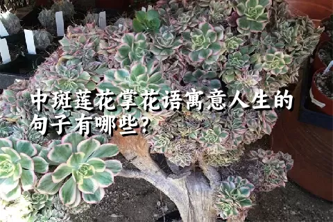 中斑莲花掌花语寓意人生的句子有哪些？