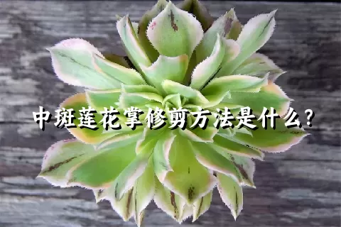 中斑莲花掌修剪方法是什么？