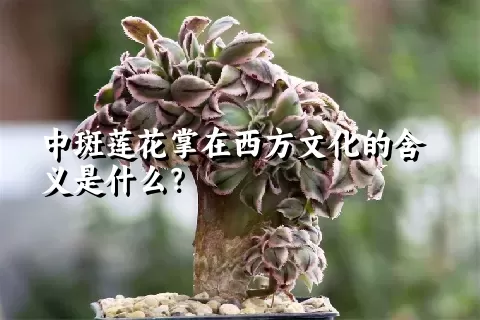 中斑莲花掌在西方文化的含义是什么？