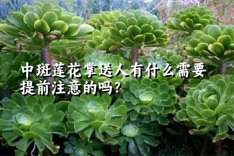 中斑莲花掌送人有什么需要提前注意的吗？