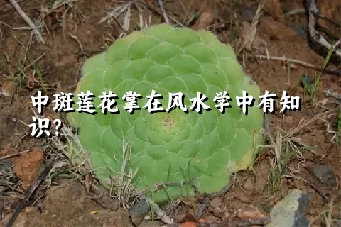 中斑莲花掌在风水学中有知识？