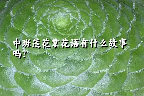 中斑莲花掌花语有什么故事吗？