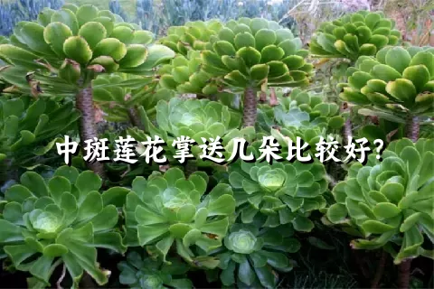 中斑莲花掌送几朵比较好？