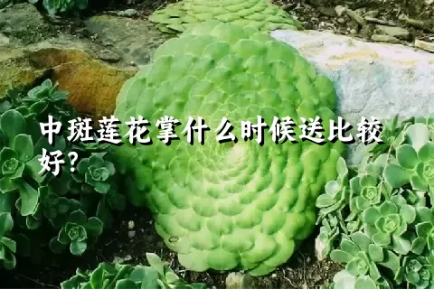 中斑莲花掌什么时候送比较好？