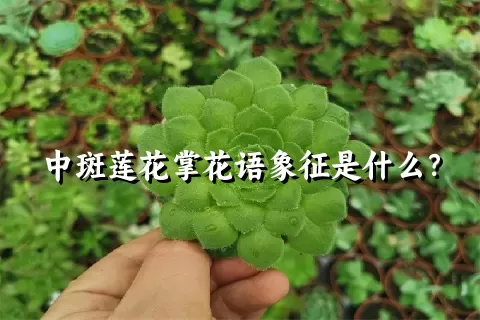 中斑莲花掌花语象征是什么？