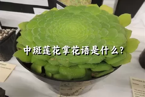 中斑莲花掌花语是什么？