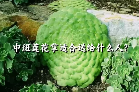 中斑莲花掌适合送给什么人？