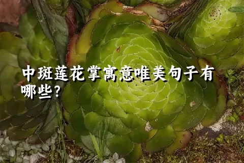 中斑莲花掌寓意唯美句子有哪些？