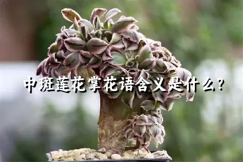 中斑莲花掌花语含义是什么？