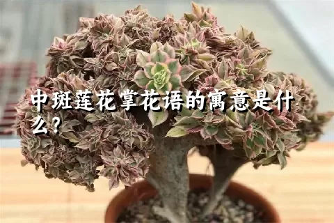 中斑莲花掌花语的寓意是什么？