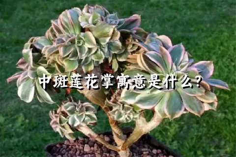 中斑莲花掌寓意是什么？