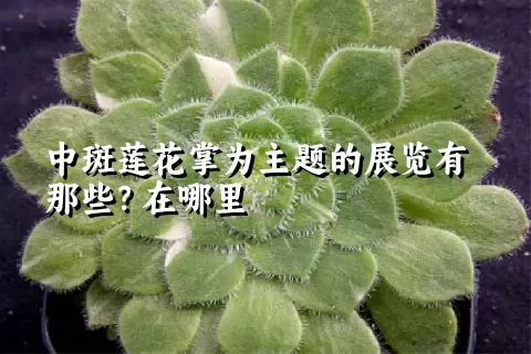 中斑莲花掌为主题的展览有那些？在哪里