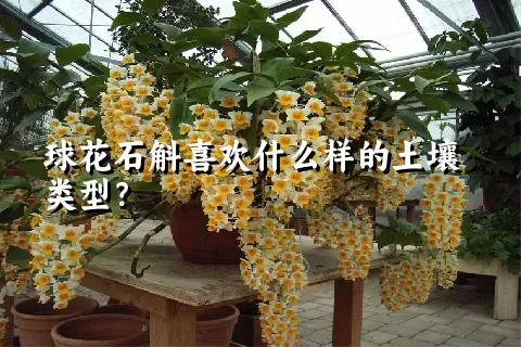 球花石斛喜欢什么样的土壤类型？