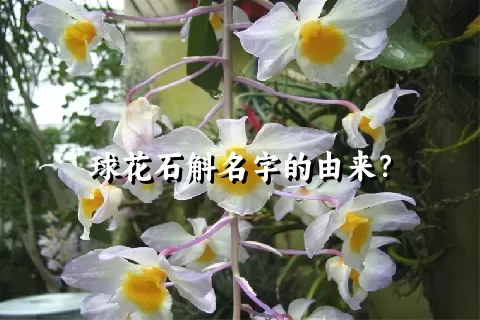 球花石斛名字的由来？