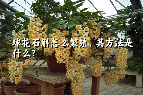 球花石斛怎么繁殖，其方法是什么？