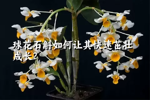 球花石斛如何让其快速茁壮成长？