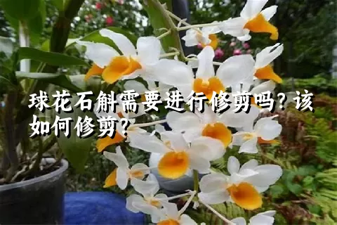 球花石斛需要进行修剪吗？该如何修剪？