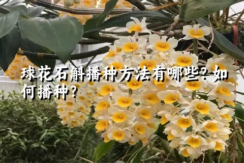 球花石斛播种方法有哪些？如何播种？