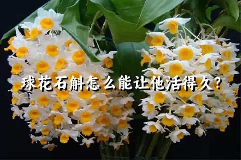 球花石斛怎么能让他活得久？